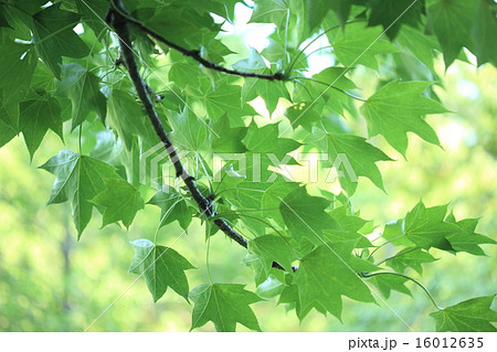 自然 植物 ハリギリ、大きな木なので採るのは大変かもしれませんが新芽は大変おいしいそうです 自然 植物 ハリギリ、大きな木なので採るのは大変かもしれませんが新芽は大変おいしいそうです 16012635