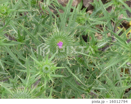 アメリカオニアザミ アメリカオニアザミ 16012794