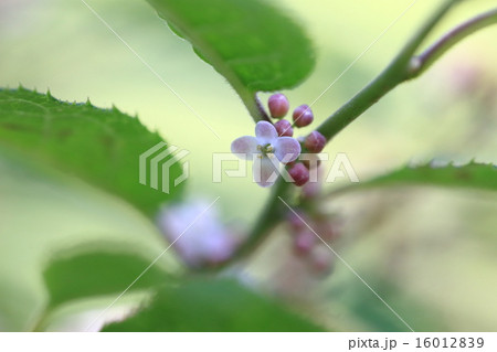 自然 植物 ウメモドキ 初夏に葉腋に薄紫の小さな花を点々と咲かせるモチノキ科の落葉樹木ですの写真素材