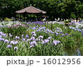 城北菖蒲園 16012956