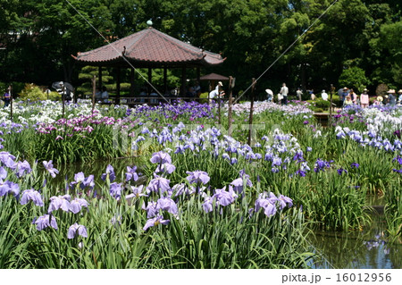 城北菖蒲園 16012956