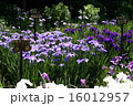 城北菖蒲園 16012957