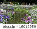 城北菖蒲園 16012959