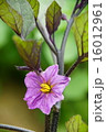 ナスの花 16012961