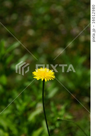 ブタナ　縦位置 16012980