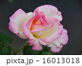 バラ　淡いピンクの花びら 16013018