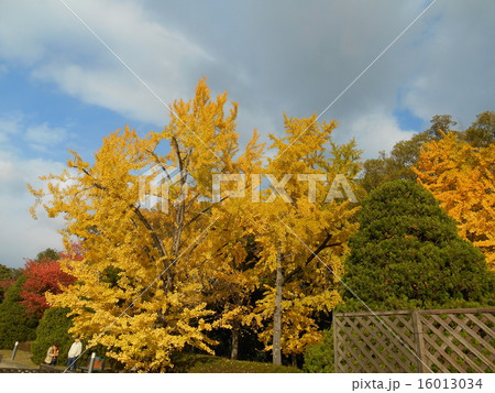 紅葉と空 紅葉と空 16013034