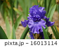 ジャーマンアイリス　横位置 16013114