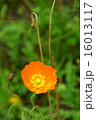 ポピー　オレンジ色の花びら　縦位置 16013117