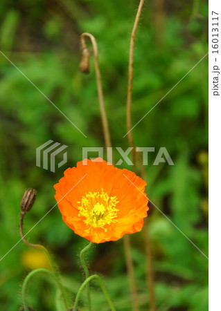 ポピー　オレンジ色の花びら　縦位置 16013117