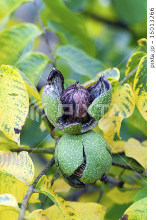 walnut   16013266