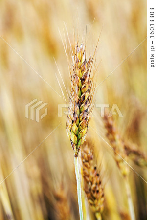 ripe wheat ripe wheat 16013303