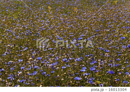 cornflowers   16013304