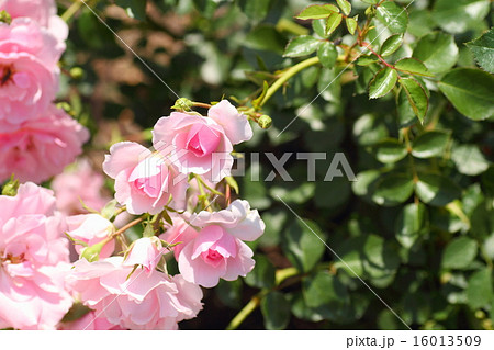 バラの花 バラの花 16013509