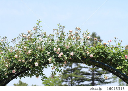 バラの花 16013513