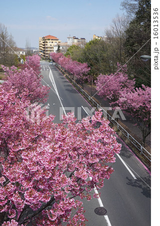 八王子市　別所　長池の桜 16013536