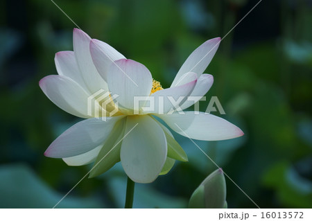 花びらの先がピンク色の蓮　舞妃蓮 (まいひれん） 16013572