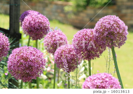 アリュウムの花 16013613