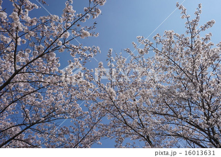 八王子市　都立　長池公園 16013631