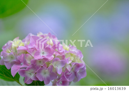 紫陽花の花 16013639
