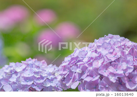 紫陽花の花 16013640