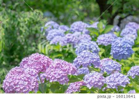 紫陽花の花 16013641