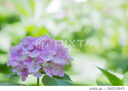 紫陽花の花 16013643