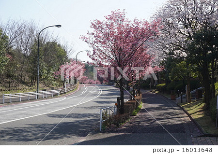 八王子市　都立　長池公園 16013648