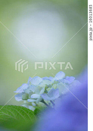 紫陽花の花 16013685