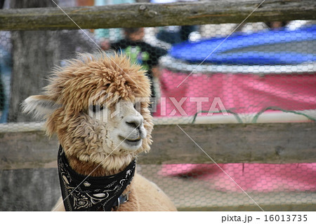 アルパカ 16013735