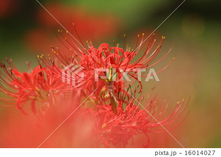 ヒガンバナ ヒガンバナ 16014027