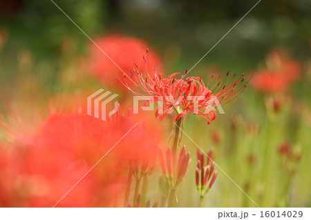 ヒガンバナ ヒガンバナ 16014029