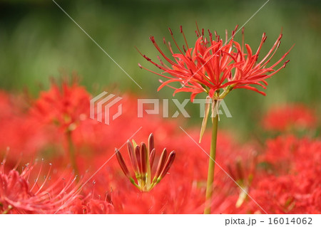 ヒガンバナ ヒガンバナ 16014062