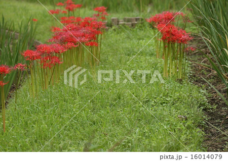 ヒガンバナ ヒガンバナ 16014079