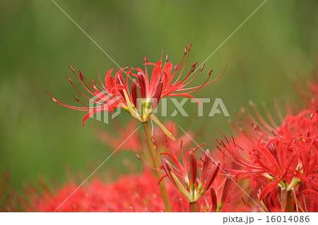 ヒガンバナ ヒガンバナ 16014086