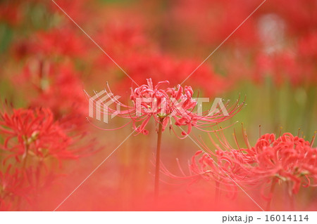 ヒガンバナ ヒガンバナ 16014114