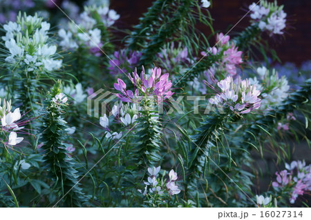 西洋風蝶草クレオメ 見ごろは夕刻 西洋風蝶草クレオメ 見ごろは夕刻 16027314