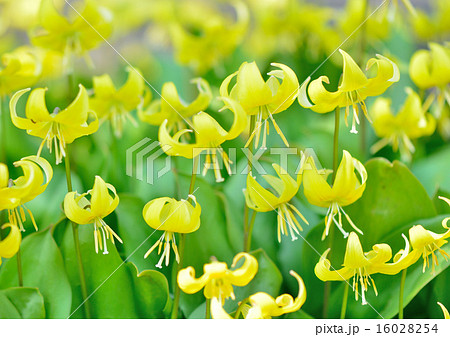 高原の花 16028254