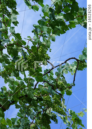 ぶどう園 16028266