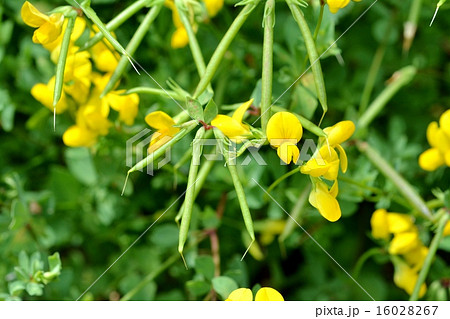 ミヤコグサ 16028267