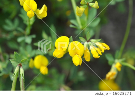 ミヤコグサ 16028271