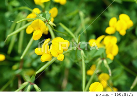 ミヤコグサ 16028275