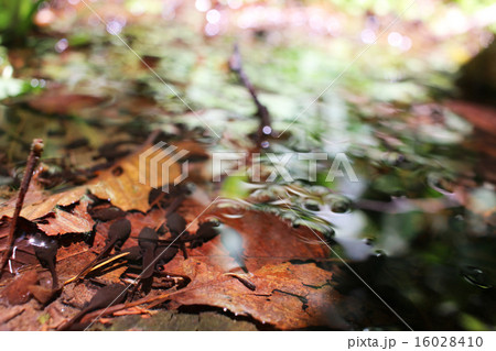 オタマジャクシ 16028410