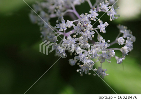 コアジサイ 16028476