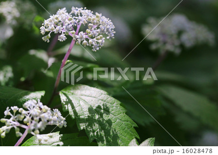 コアジサイ 16028478