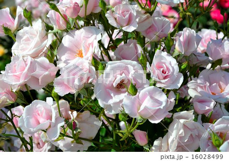 バラ 品種:桜貝 バラ 品種:桜貝 16028499