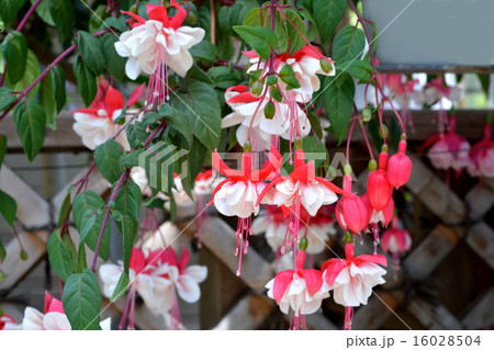 フクシア 16028504