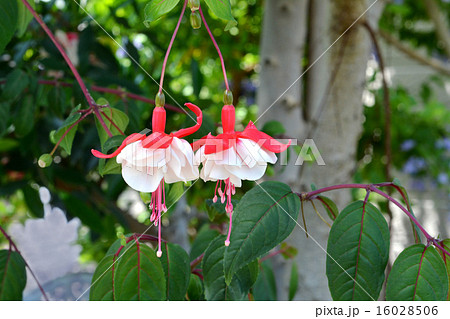 フクシア 16028506