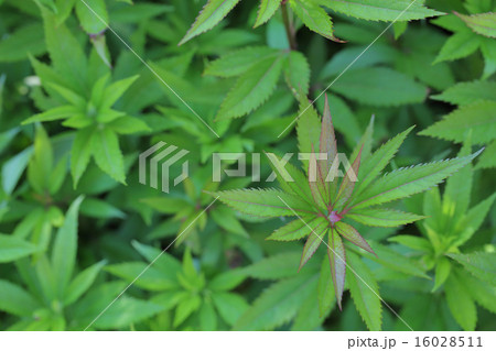 フジバカマの若葉 フジバカマの若葉 16028511
