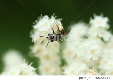 生き物　昆虫　ミツクリフシダカヒメハナバチ、雌が花粉まみれで子供の餌を集めています 16028541